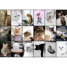 We did not find results for: Puzzle Collage Cats Grafika T 00100 1000 Pieces Jigsaw Puzzles Cats Jigsaw Puzzle