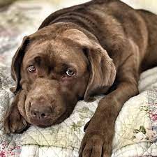 Why Does My Dog Pee On My Bed Pethelpful
