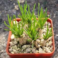 Image result for Stomatostemma