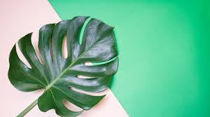 Why Is This Leaf Everywhere You Turn Monstera Leaf Monstera Leaves