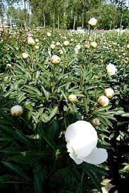 By many seen as the improved duchesse de do you want to know more about the peony madame claude tain or one of our other peonies? Paeonia Madame Claude Tain