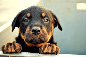 pin by kopek dunyasi on dogs in 2021 rottweiler labrador retriever animals