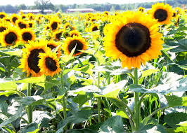 14,025 likes · 506 talking about this. Pick Your Own Sunflowers At Waterdrinker Family Farm In Manorville