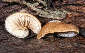 Image result for Crepidorhopalon parviflorus