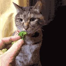 Furnami probably would have been better off. 10 Things Your Cat May Enjoy Eating Purrfect Love