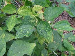 Symptoms may include yellow or green mosaic or mottle patterns of infected leaves, vein banding, and interveinal yellowing. What S Wrong With My Plant Garden University Of Minnesota Extension