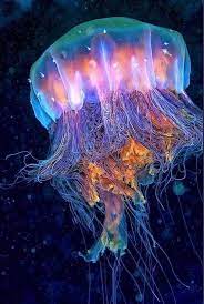 Bioluminescent Lion S Mane Jellyfish Lion S Mane Jellyfish Sea Animals Ocean Creatures