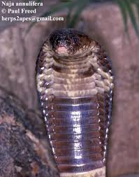 Image result for Najas horrida