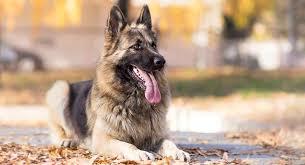 We did not find results for: American German Shepherd Dog