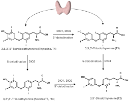 Thyroid Hormones and Metabolism Regulation: Which Role on Brown Adipose  Tissue and Browning Process?