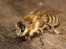 The Honey Bee Is Facing An Existential Threat And It Could Be Very Bad For Humans Business Insider Types Of Bees Different Types Of Bees Bee Keeping