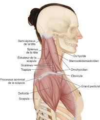 19 muscles du cou (suite) muscles du pharynx muscles du voile du palais muscles de la langue. 11 Region N 2 Palpation Des Muscles Du Cou Medicine Key
