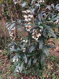 Image result for Clerodendrum abilioi