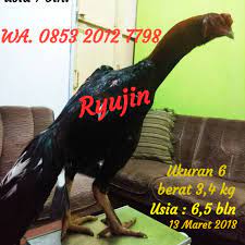Mempercepat pertumbuhan ayam dan unggas lain. Kyojin Albuz Pakan Untuk Persiapan Laga Shopee Indonesia
