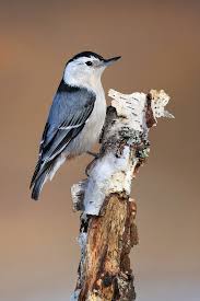 Bird With Red Dot On Back Of Head White Breasted Nuthatch Nuthatch Nuthatch Bird Beautiful Birds