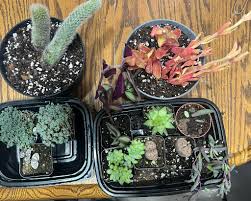 Image result for Rytigynia lewisii