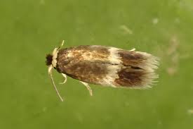 Image result for Stigmella speciosa