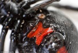 Buy your live spirulina culture today and grow your own eatable spirulina. Black Widow Spiders S Red Marking Have Evolved To Deter Predatory Birds Daily Mail Online