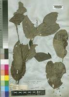 Image result for Strombosia