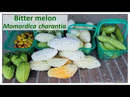 Image result for Momordica charantia