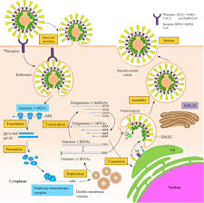 2019 novel coronavirus, wuhan seafood market pneumonia virus) — оболочечный одноцепочный. The Emergence Of Sars Mers And Novel Sars 2 Coronaviruses In The 21st Century Springerlink