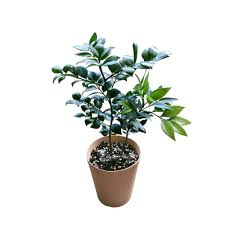 Image result for Nageia nagi