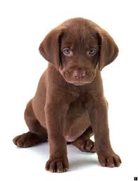 Look At The Webpage To Read More On Puppies Check The Webpage For More Information Our Web Imag Retriever Puppy Lab Puppies Labrador Retriever Puppies