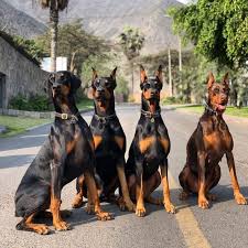 14 Strong Facts About Doberman Pinschers Petpress In 2020 Doberman Pinscher Dog Doberman Doberman Puppy