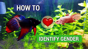 Top 7 Ways Of Identifying The Gender Of Betta Fishes Youtube