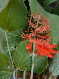 Image result for Erythrina abyssinica