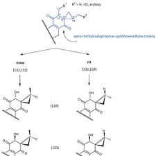 Image result for Equilabium petiolare