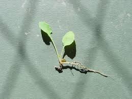 Image result for Sonchus integrifolius