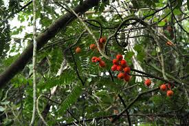 Image result for Cnestis