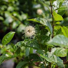 Image result for Buchnera subglabra