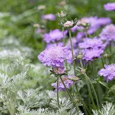 Image result for Scabiosa columbaria