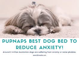 We believe the products you use for your pet are an essential foundation for their lives. How A Calming Dog Bed Can Help Your Pet Overcome Anxiety K9 Traveller