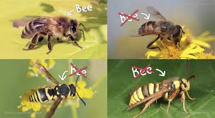 Check spelling or type a new query. This Is Not A Bee The Kid Should See This