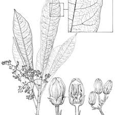 Image result for Octolepis decalepis