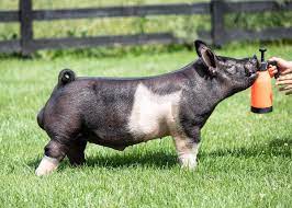 Here is a sneak preview of done deal! Boars Southern Gold Sires