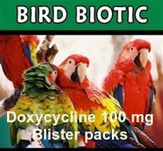 Bird Biotic Doxy 100 Mg 100 Capsule Easybey Bird Capsule Biotic