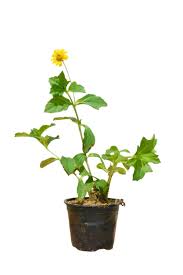 Image result for Sphagneticola trilobata