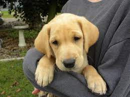 Labrador retrievers are the most popular breed in the united states and the united kingdom. Pin On Puppies For Sale