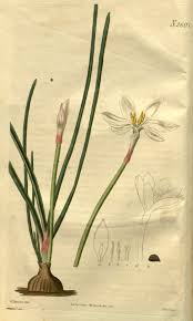 Image result for Zephyranthes candida