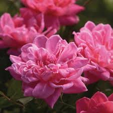 This list features the best fertilizer for knockout roses that is found on the market today. Pink Knock Out Rose