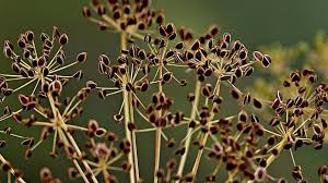 Maybe you would like to learn more about one of these? How To Harvest Dill Seeds How To Harvest Dill Seeds