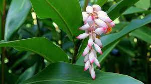 Shell Ginger Flower Essence Ginger Flower Garden Express Flower Essences