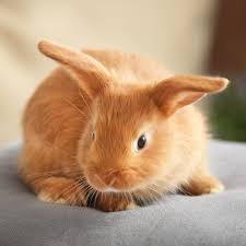 She has never been mean to me and she doesn't understand why i hurt her, when she just wants to be friends. Oxbow Animal Health Rabbit Noises And Their Meanings