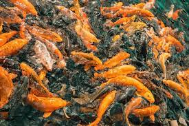 Estos Son Peces Koi Una Especie De Pez Que Simboliza La Riqueza Y La Abundancia En La Cultura China Del Feng Shui Su Nombre Surgio Aproximadamente En El 500 A