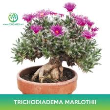 Image result for Dipcadi marlothii