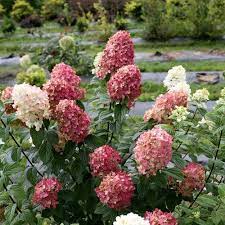 Fire Light Panicle Hydrangea Hydrangea Paniculata Hardy Hydrangea Hydrangea Paniculata Panicle Hydrangea